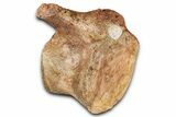 Fossil Plesiosaur (Thililua?) Pectoral Vertebra - Asfla, Morocco #354430-3
